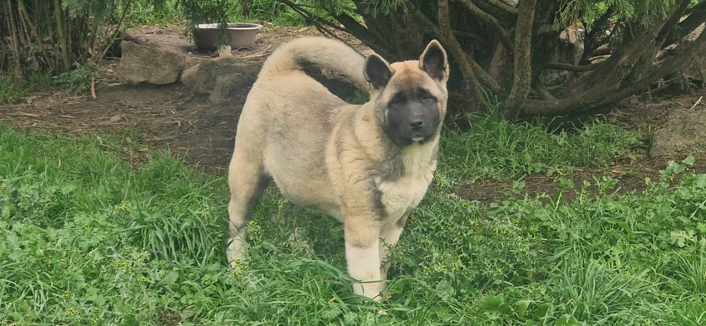 Chiot Akita americain des Terres des Forges