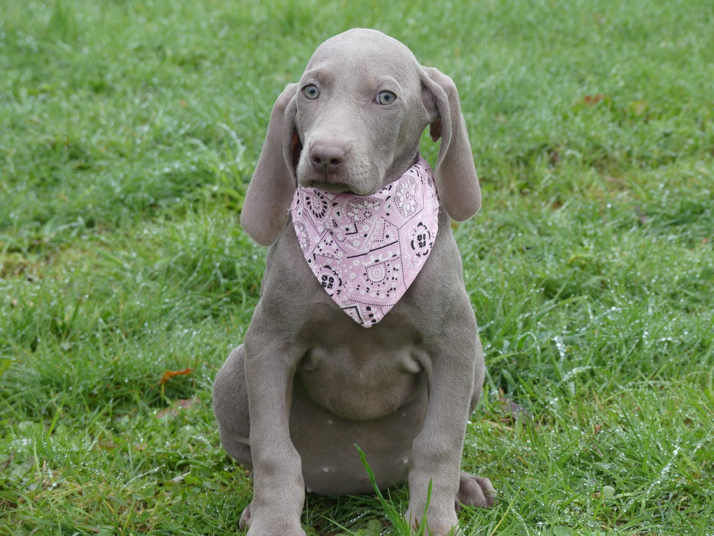 des Terres des Forges - Chiots disponibles - Braque de Weimar