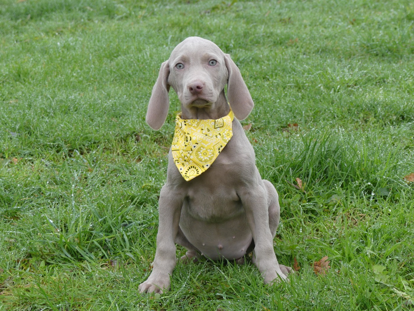 des Terres des Forges - Chiots disponibles - Braque de Weimar