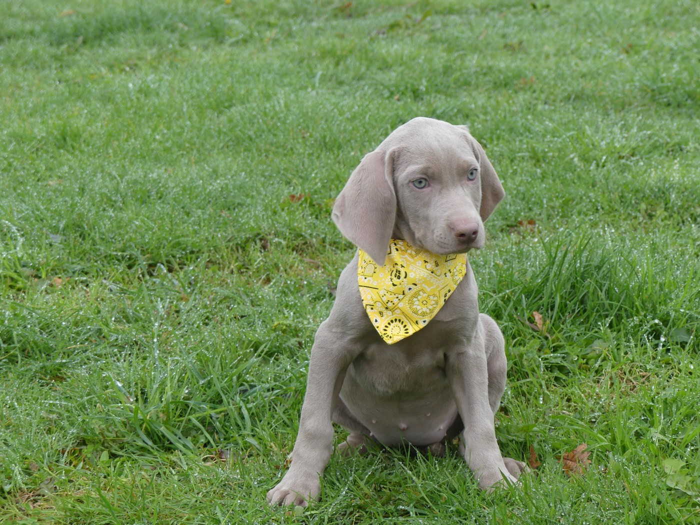 Chiot Braque de Weimar des Terres des Forges