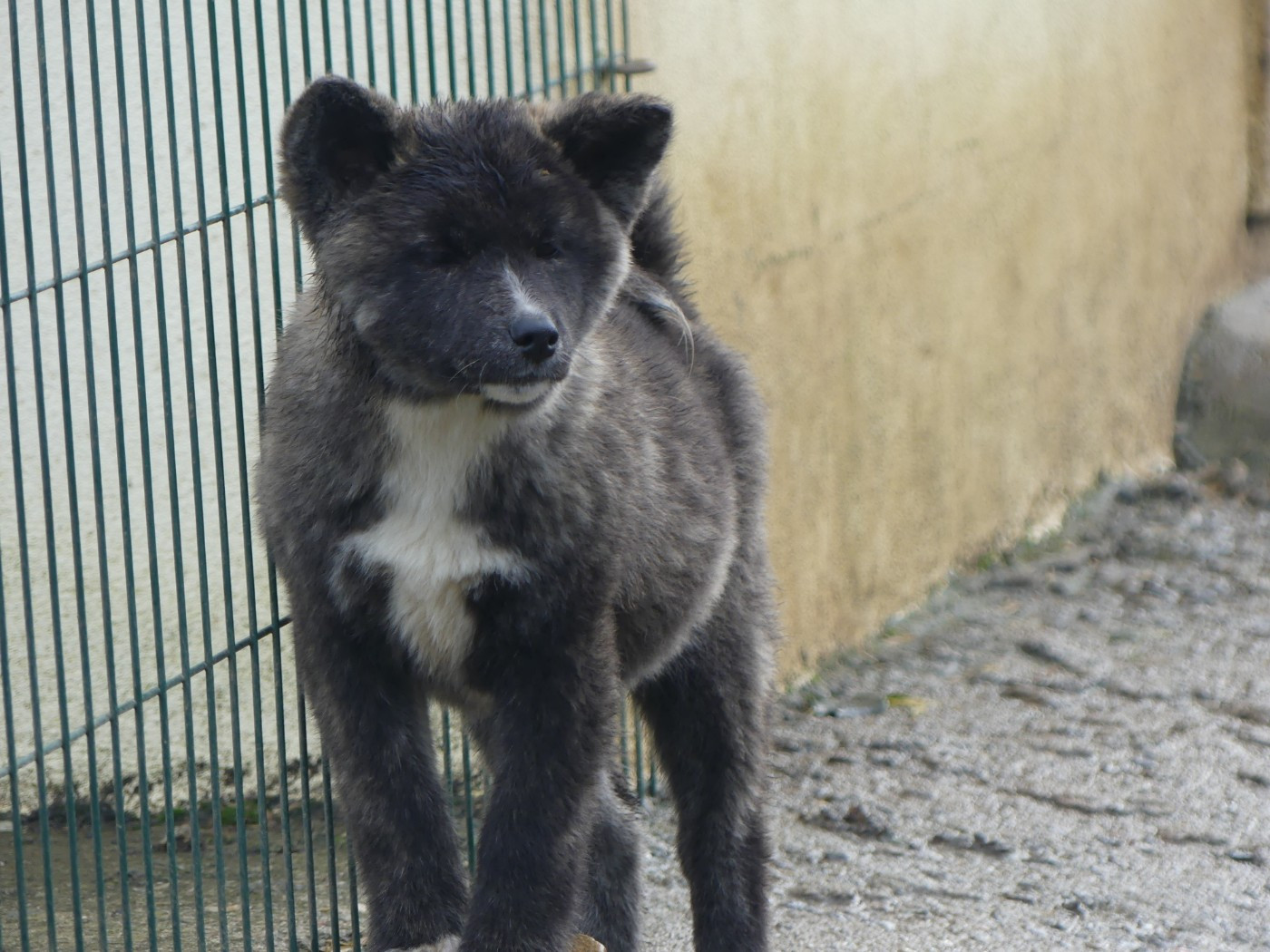 des Terres des Forges - Chiots disponibles - Akita