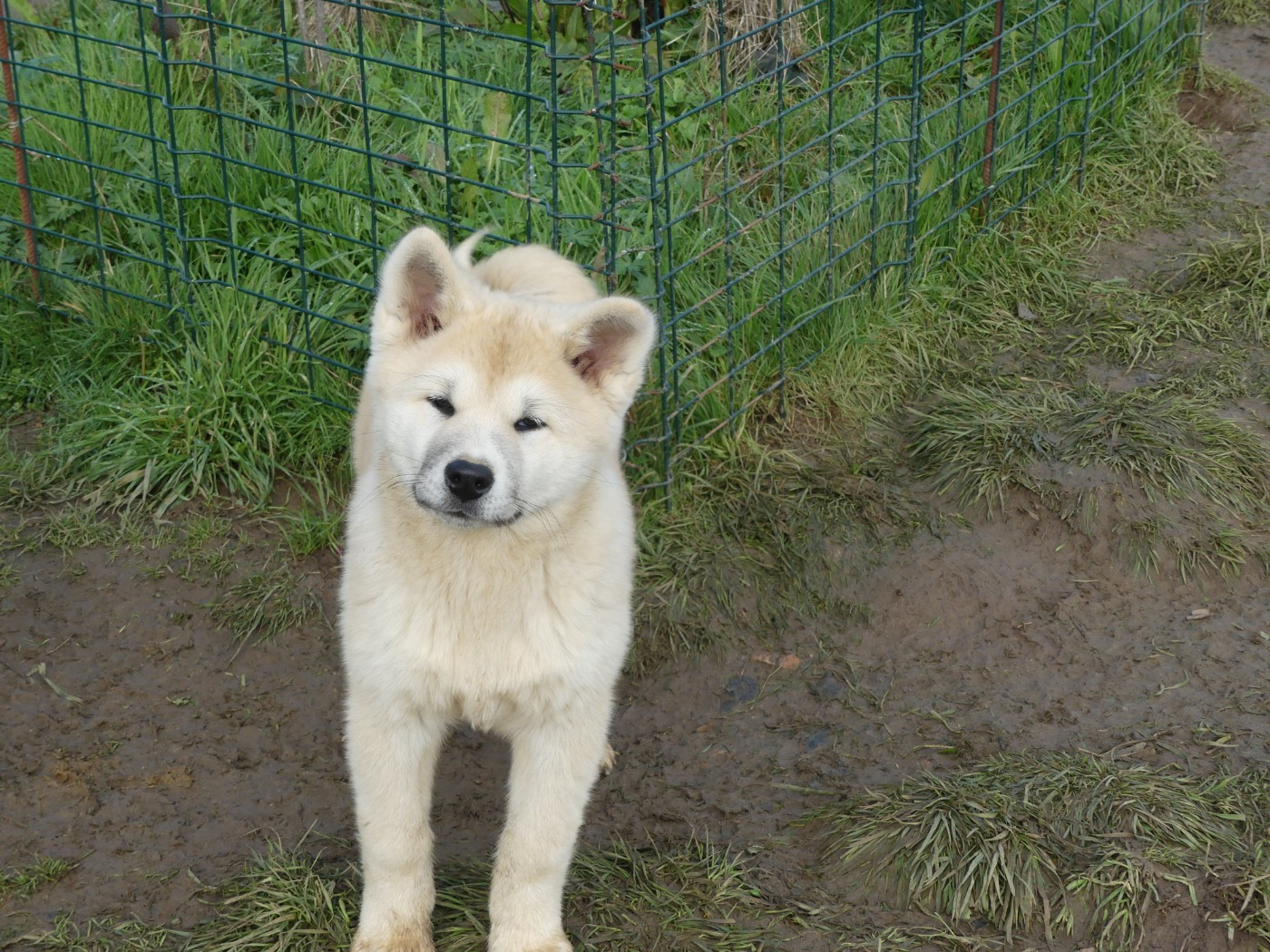 des Terres des Forges - Chiots disponibles - Akita