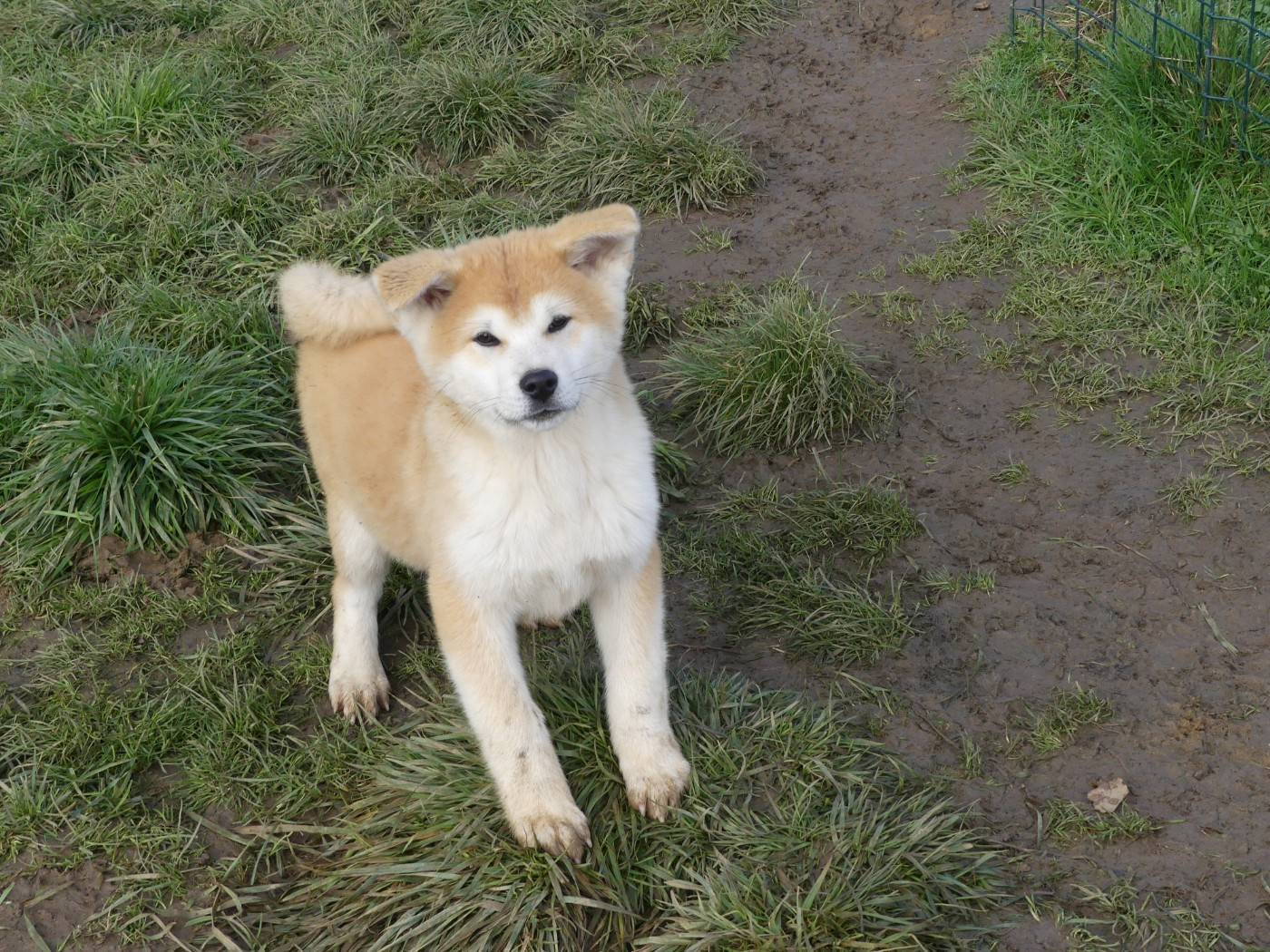des Terres des Forges - Chiots disponibles - Akita