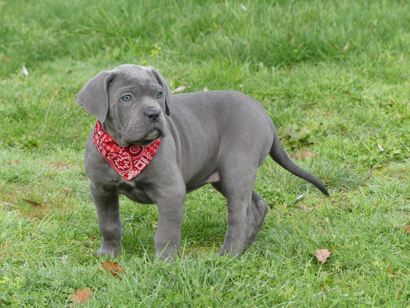des Terres des Forges - Chiots disponibles - Cane Corso