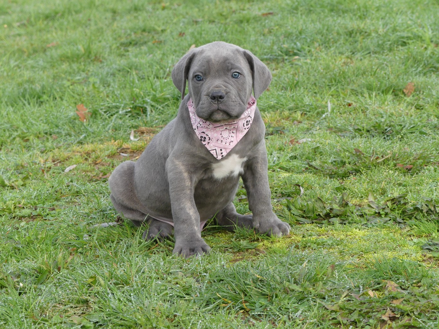 des Terres des Forges - Chiots disponibles - Cane Corso