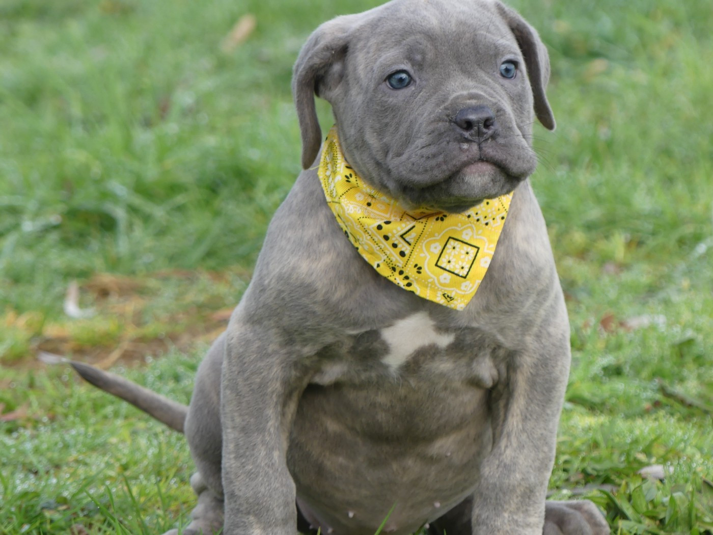 des Terres des Forges - Chiots disponibles - Cane Corso