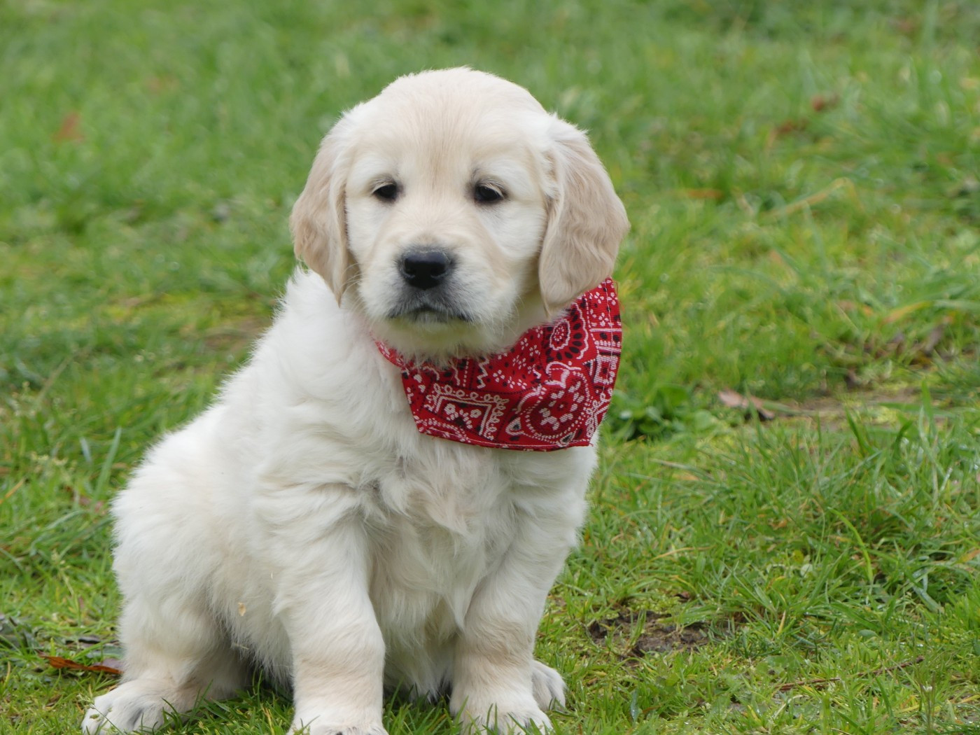 des Terres des Forges - Chiots disponibles - Golden Retriever