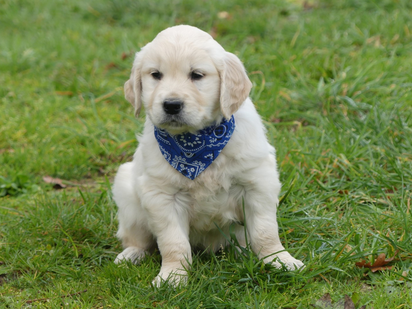 des Terres des Forges - Chiots disponibles - Golden Retriever