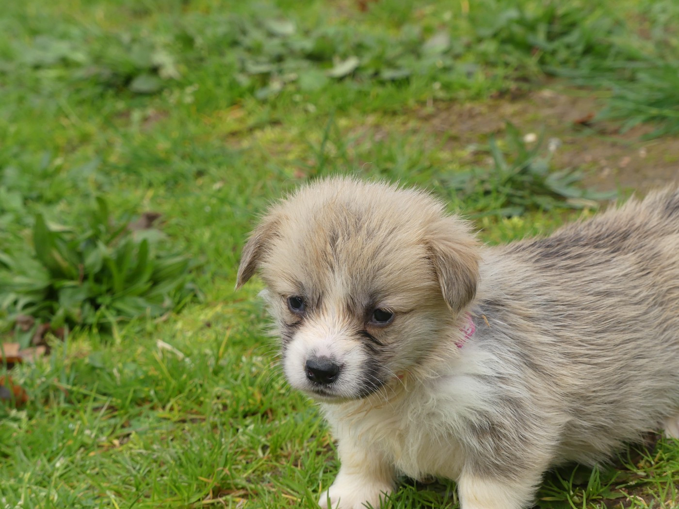 des Terres des Forges - Chiots disponibles - Welsh Corgi Pembroke