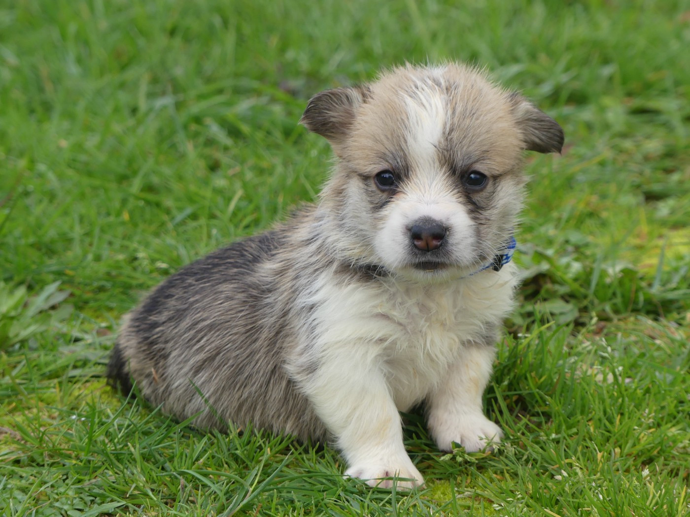 des Terres des Forges - Chiots disponibles - Welsh Corgi Pembroke