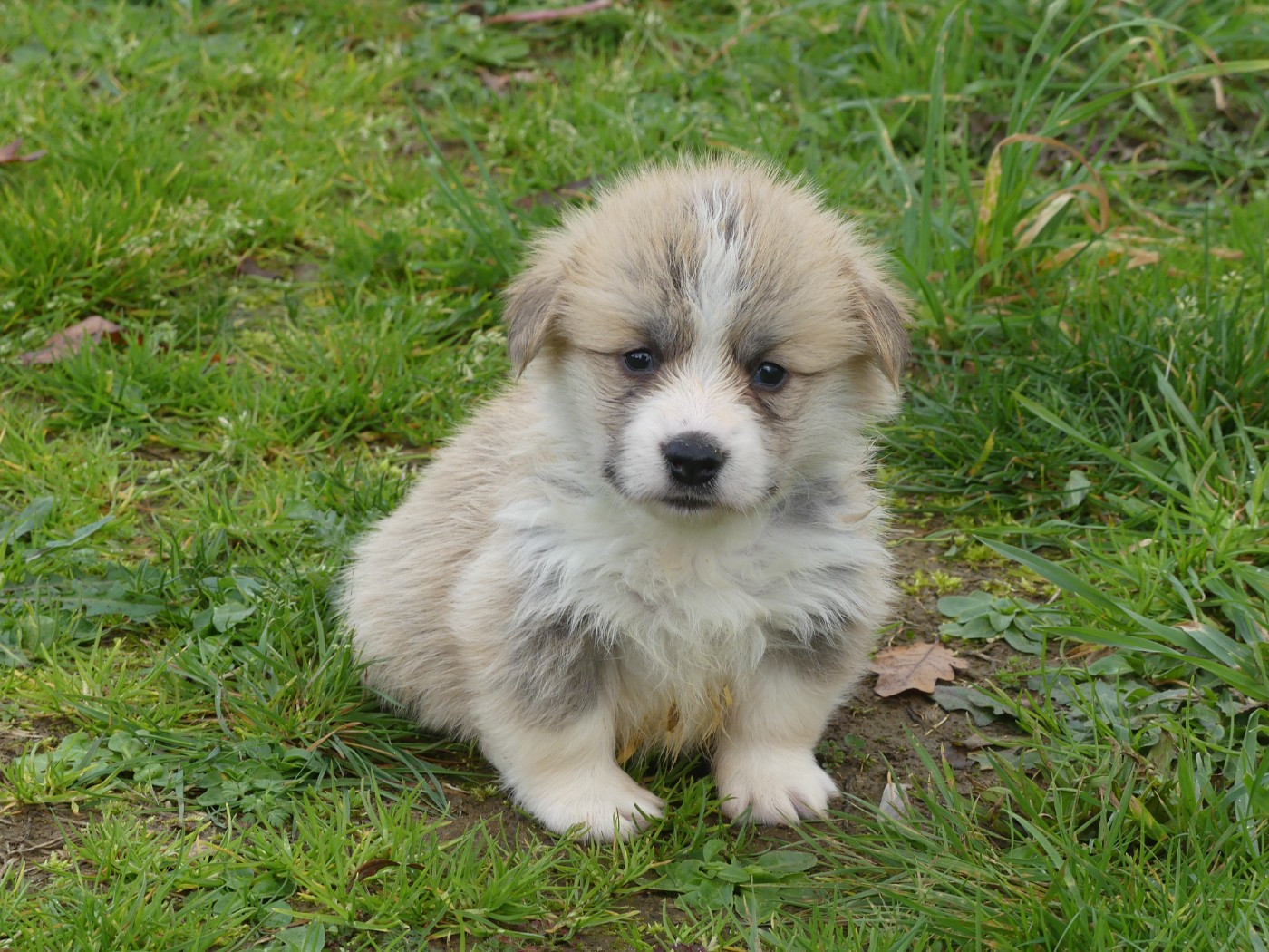 des Terres des Forges - Chiots disponibles - Welsh Corgi Pembroke