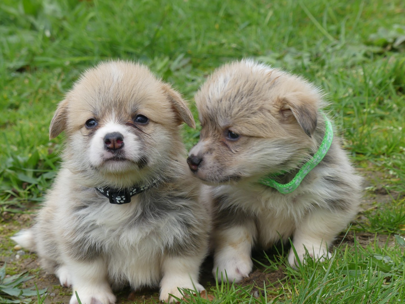 des Terres des Forges - Chiots disponibles - Welsh Corgi Pembroke
