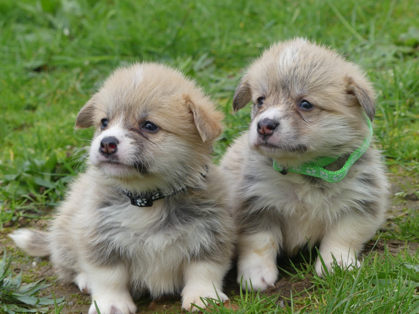 des Terres des Forges - Chiots disponibles - Welsh Corgi Pembroke