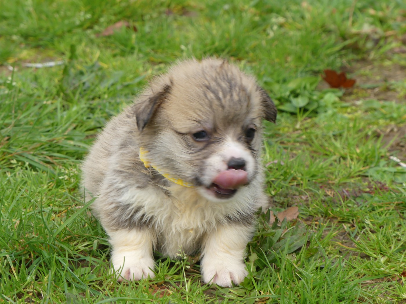 des Terres des Forges - Chiots disponibles - Welsh Corgi Pembroke