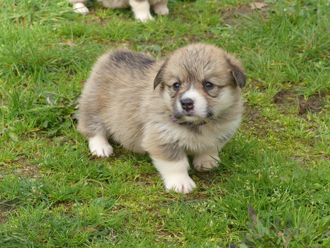 des Terres des Forges - Chiots disponibles - Welsh Corgi Pembroke