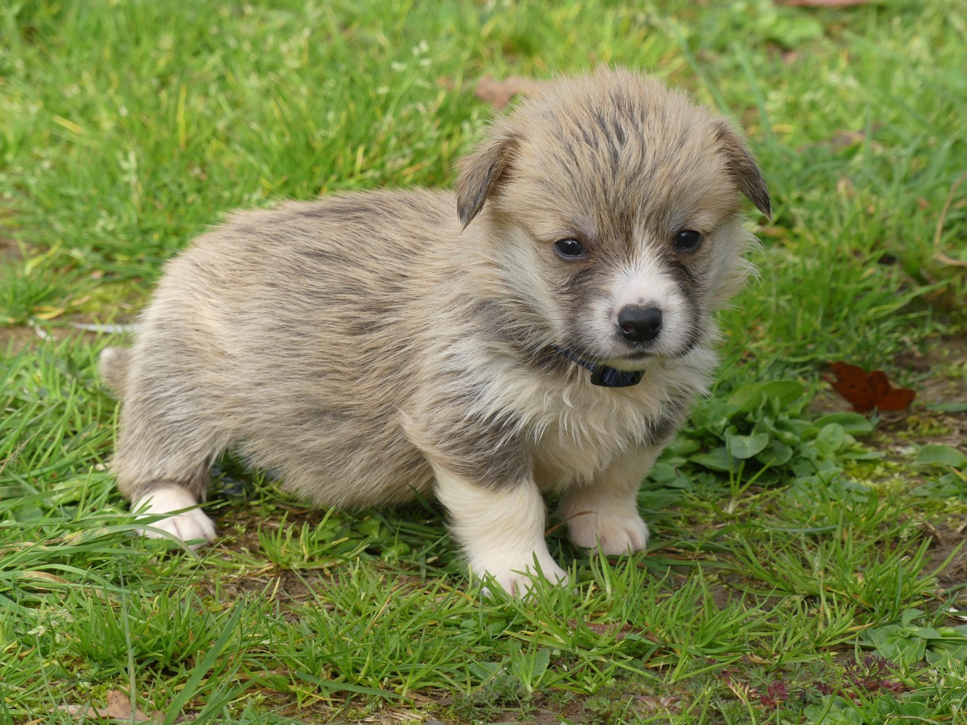 des Terres des Forges - Chiots disponibles - Welsh Corgi Pembroke