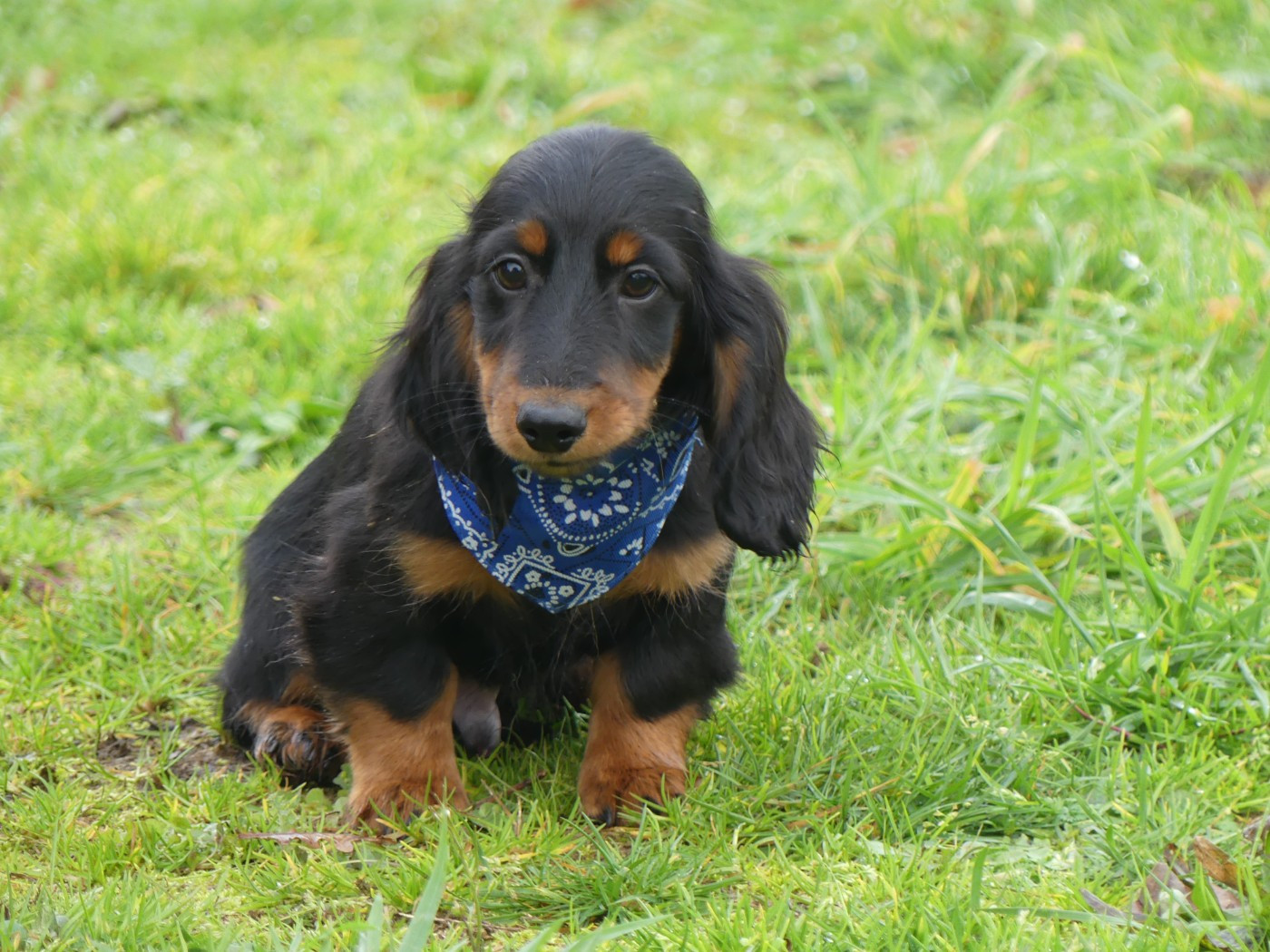 des Terres des Forges - Chiots disponibles - Teckel poil long