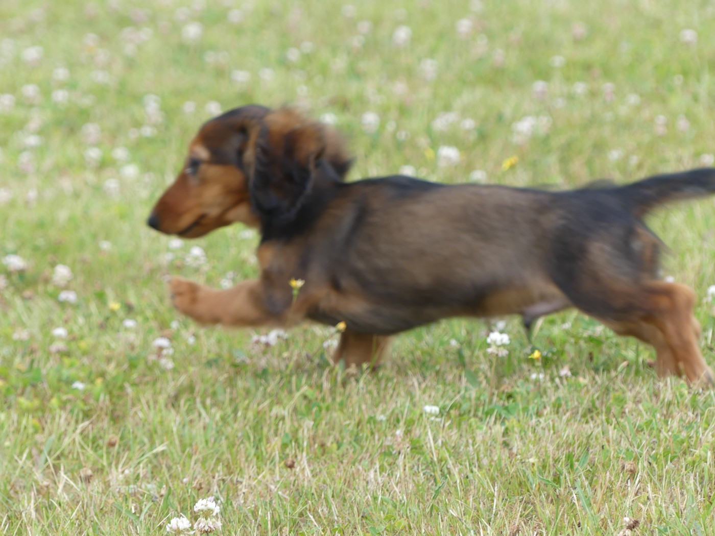 des Terres des Forges - Chiots disponibles - Teckel poil long