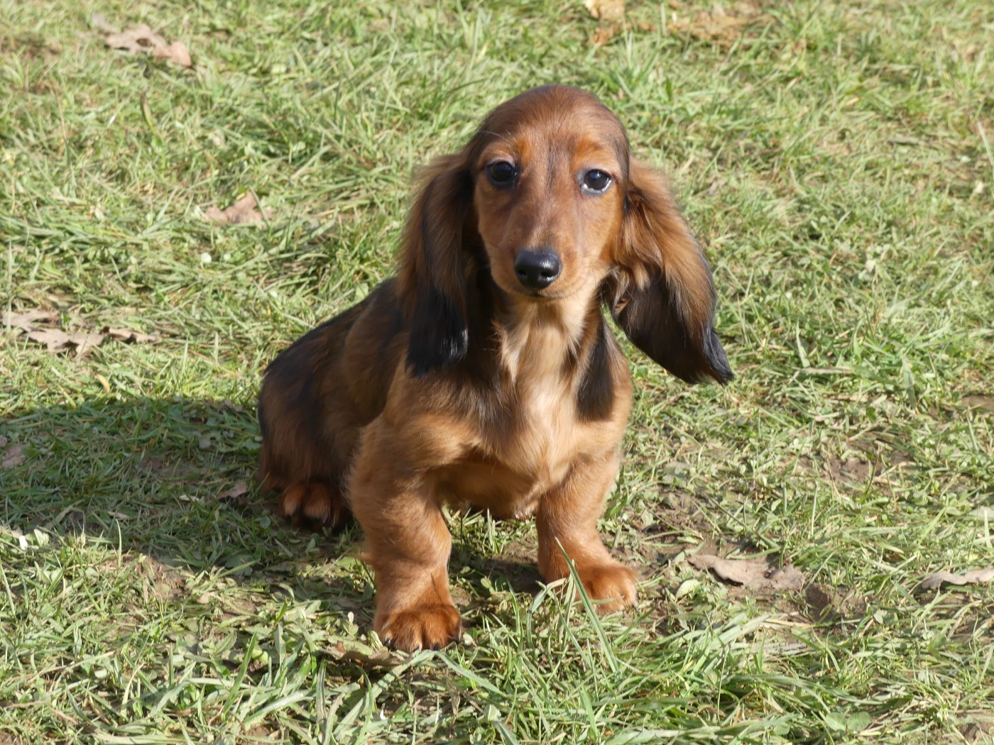 des Terres des Forges - Chiots disponibles - Teckel poil long