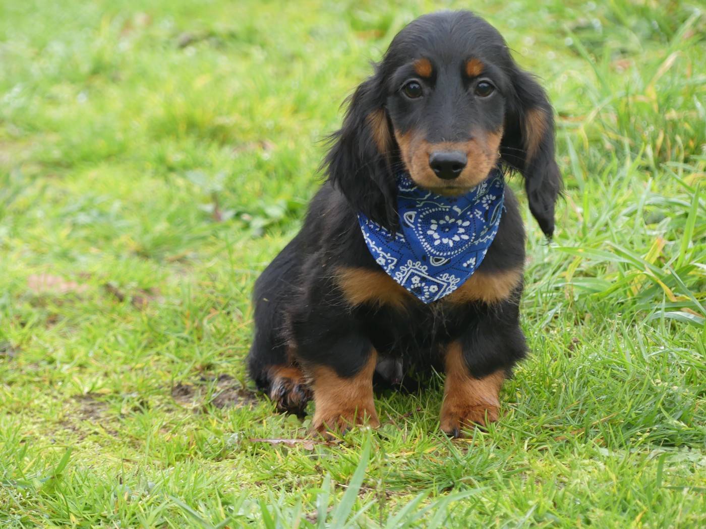 des Terres des Forges - Teckel poil long - Portée née le 31/08/2025