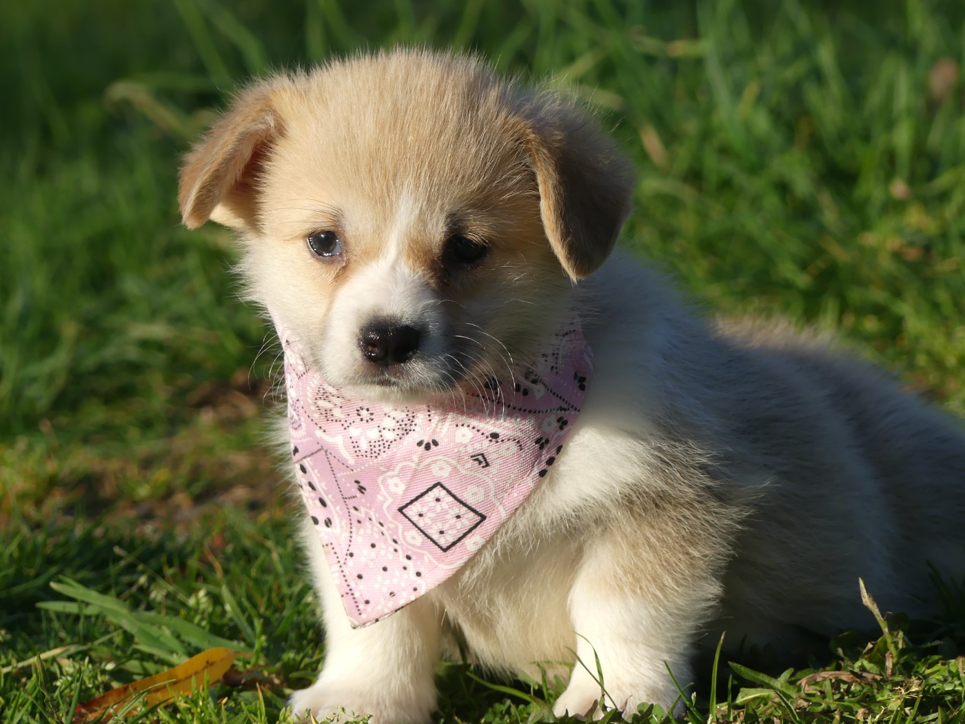 des Terres des Forges - Chiots disponibles - Welsh Corgi Pembroke