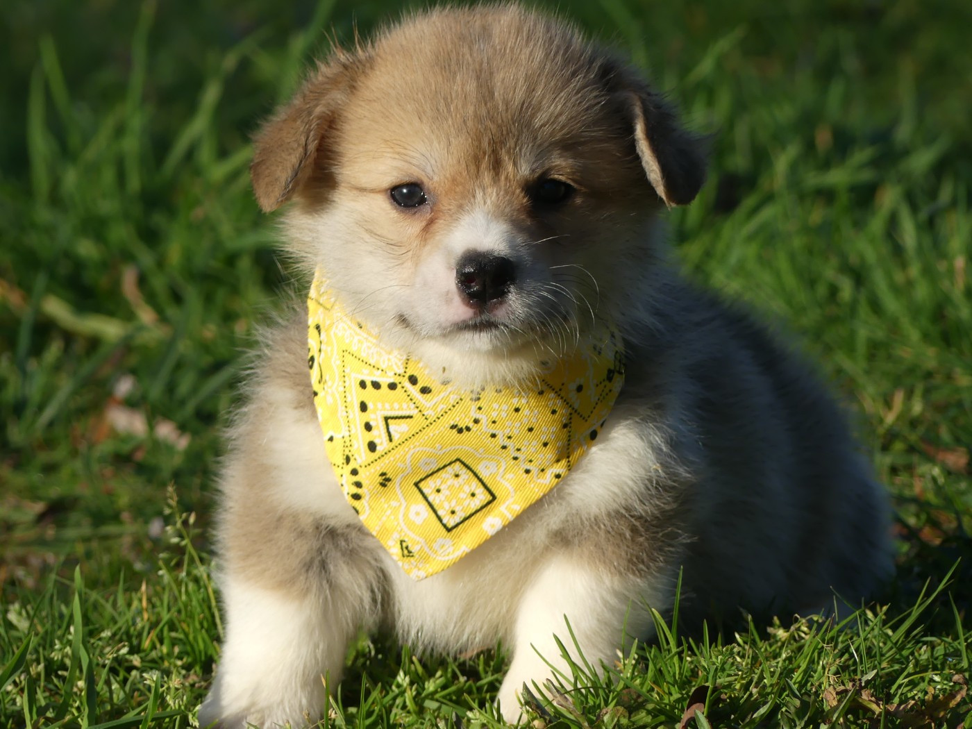 des Terres des Forges - Chiots disponibles - Welsh Corgi Pembroke