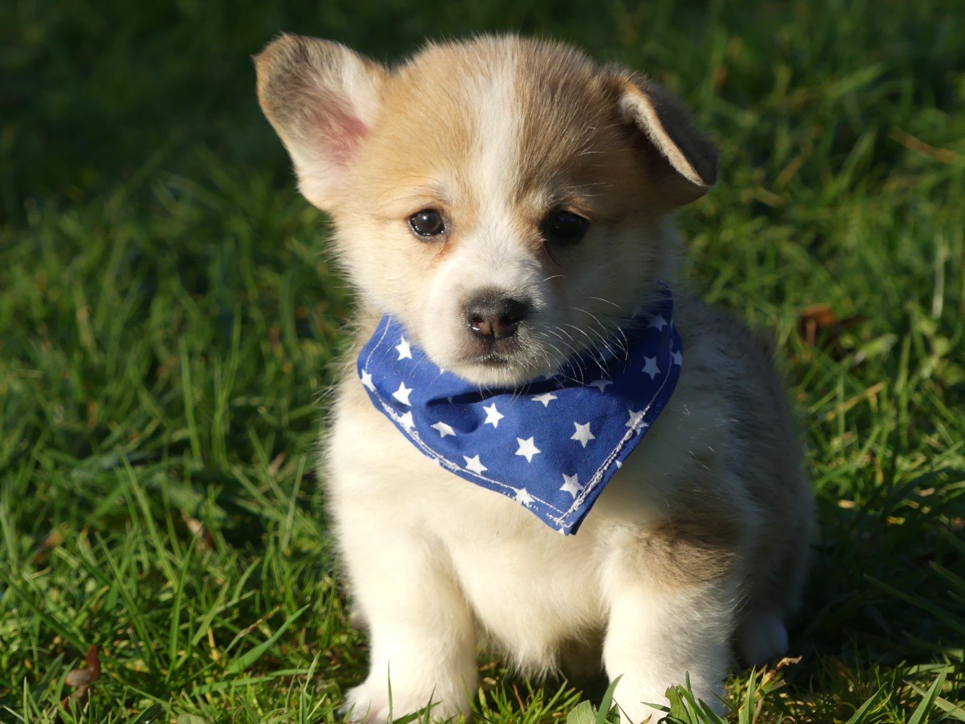 des Terres des Forges - Chiots disponibles - Welsh Corgi Pembroke