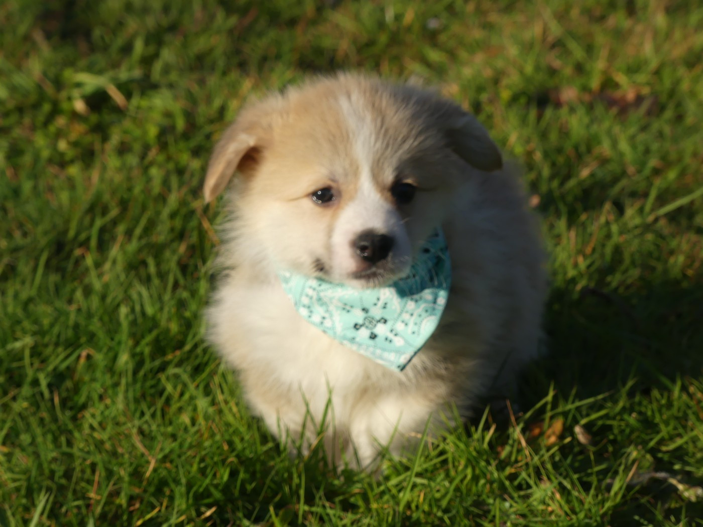 des Terres des Forges - Chiots disponibles - Welsh Corgi Pembroke