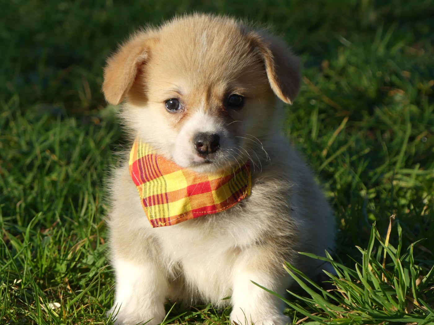 des Terres des Forges - Chiots disponibles - Welsh Corgi Pembroke
