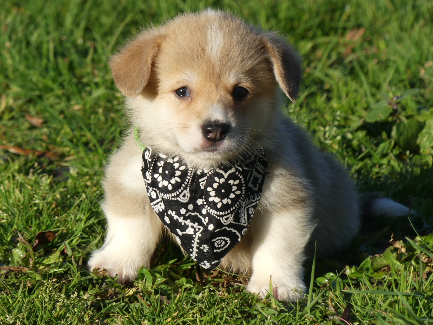 des Terres des Forges - Chiots disponibles - Welsh Corgi Pembroke