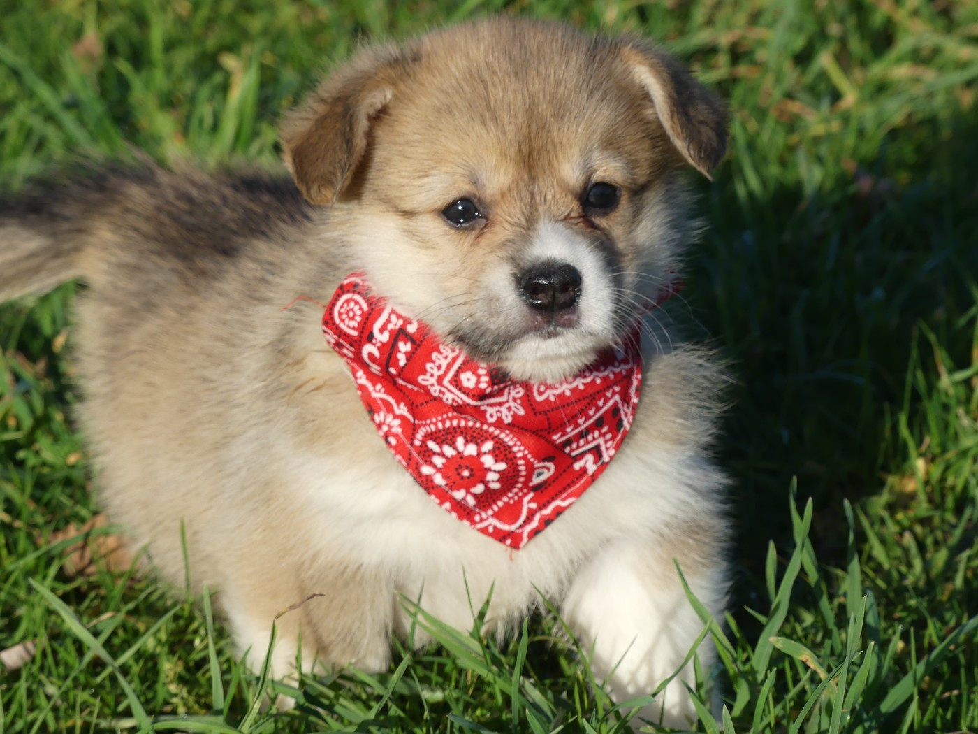 des Terres des Forges - Chiots disponibles - Welsh Corgi Pembroke