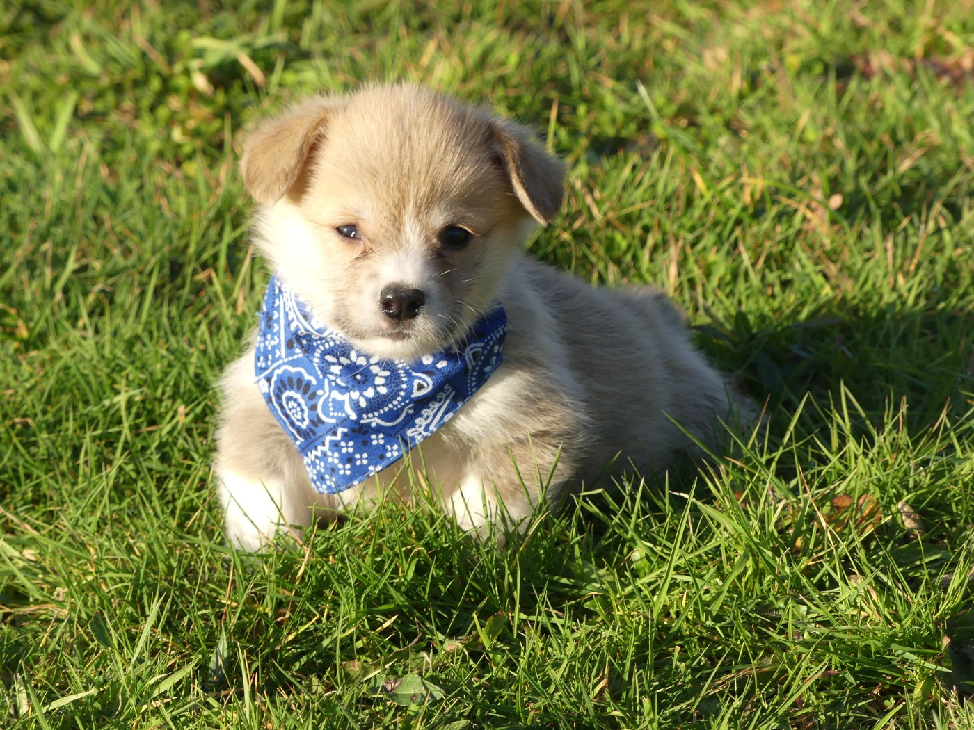 des Terres des Forges - Chiots disponibles - Welsh Corgi Pembroke