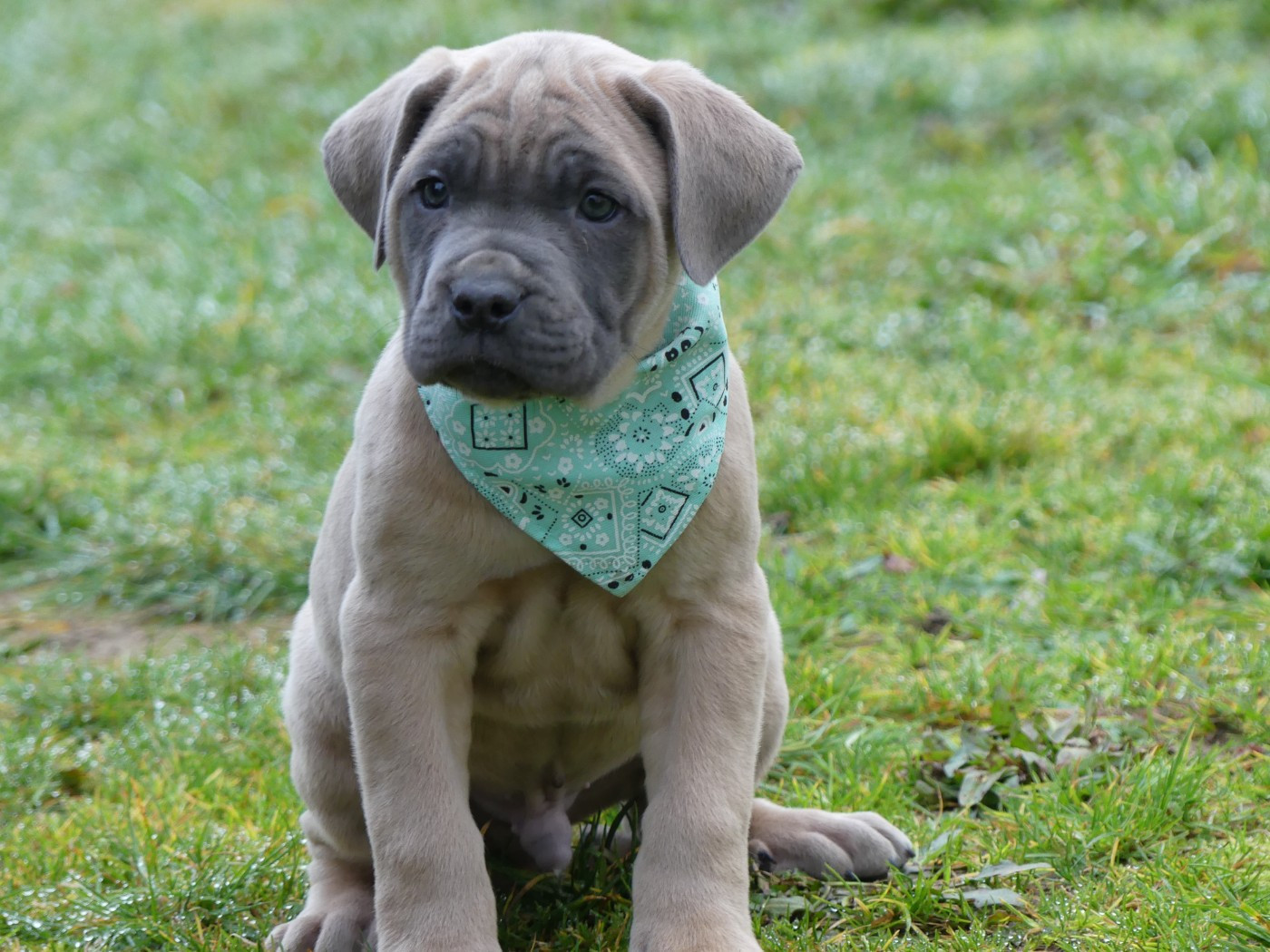 des Terres des Forges - Chiots disponibles - Cane Corso