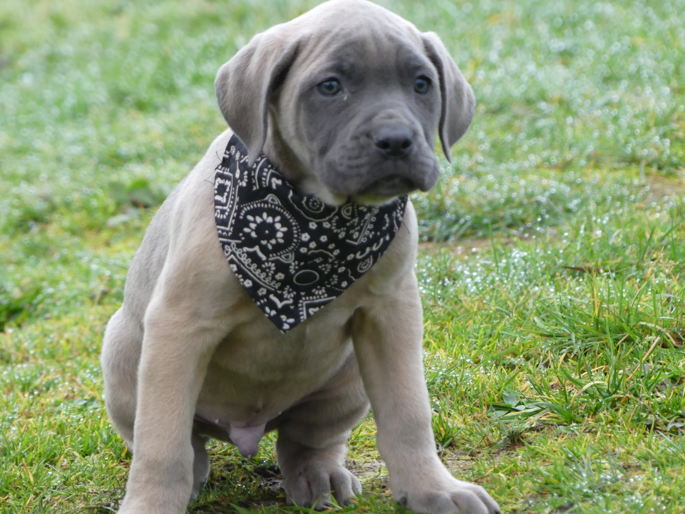 des Terres des Forges - Chiots disponibles - Cane Corso