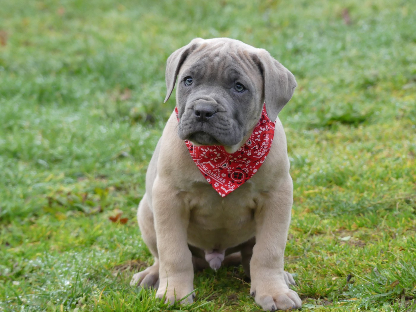 des Terres des Forges - Chiots disponibles - Cane Corso