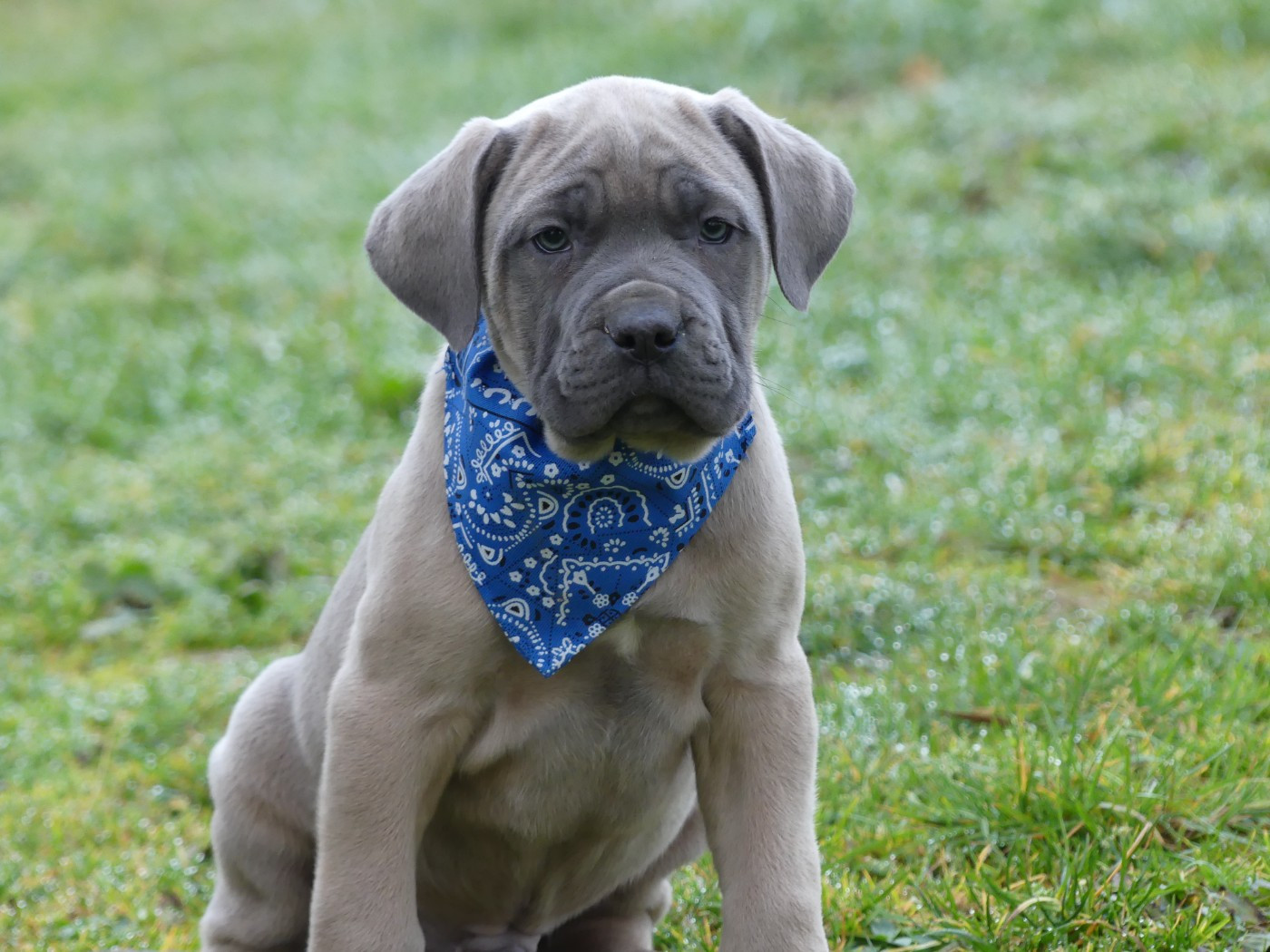 Chiot Cane Corso des Terres des Forges