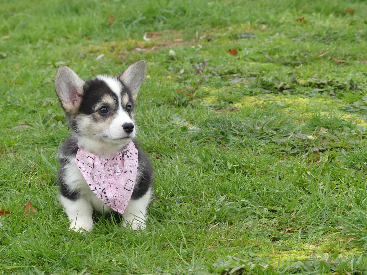 des Terres des Forges - Chiots disponibles - Welsh Corgi Pembroke