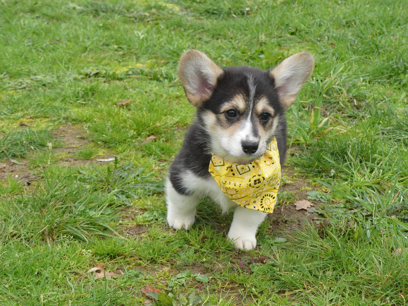 des Terres des Forges - Chiots disponibles - Welsh Corgi Pembroke