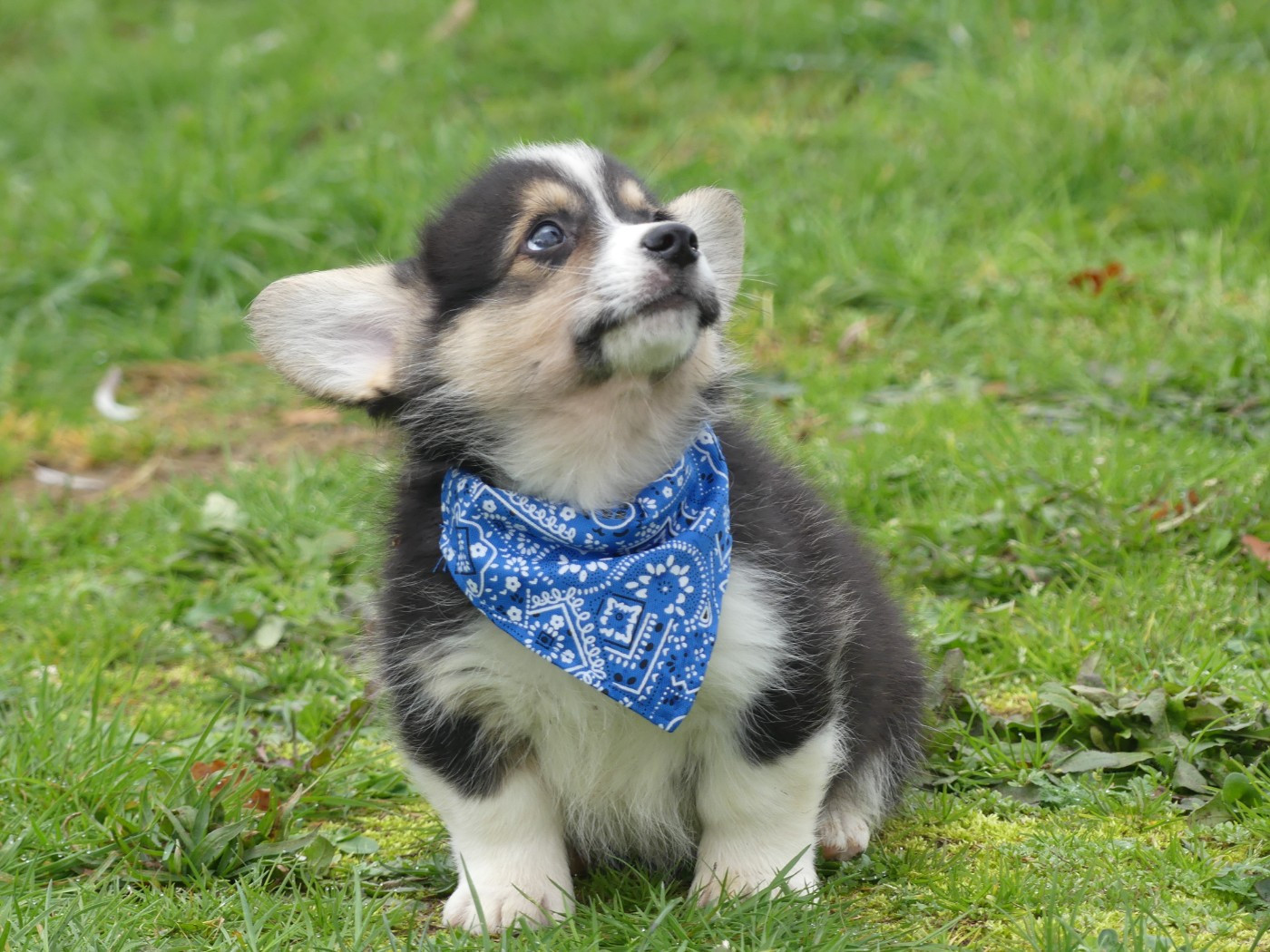 des Terres des Forges - Chiots disponibles - Welsh Corgi Pembroke