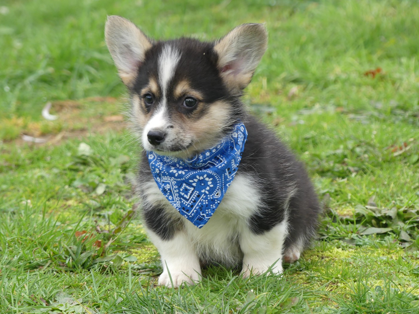 Chiot Welsh Corgi Pembroke des Terres des Forges