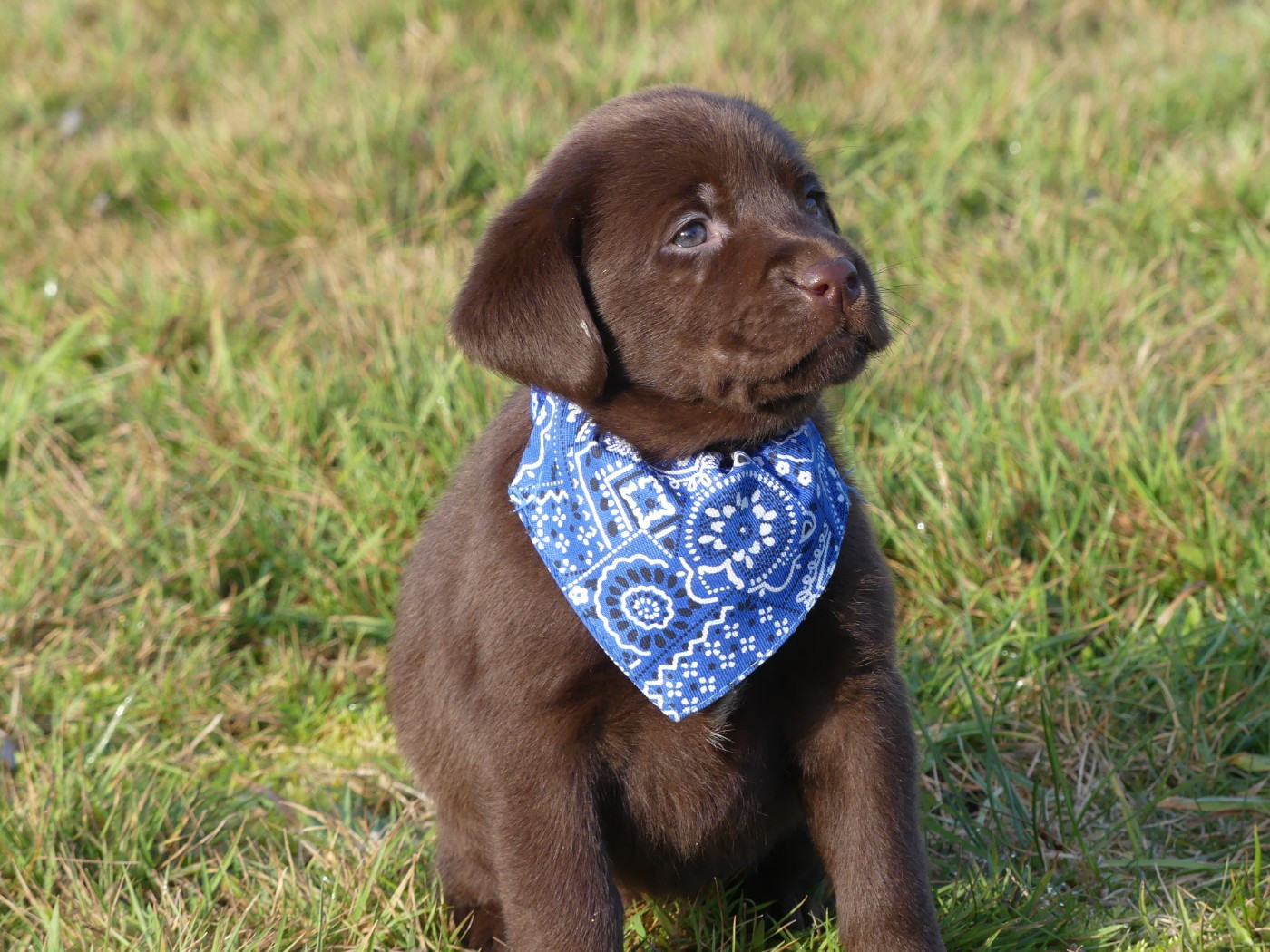 des Terres des Forges - Chiots disponibles - Labrador Retriever