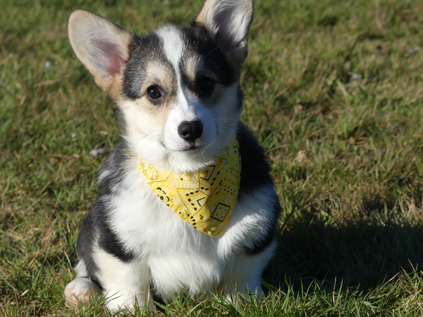 des Terres des Forges - Chiots disponibles - Welsh Corgi Pembroke