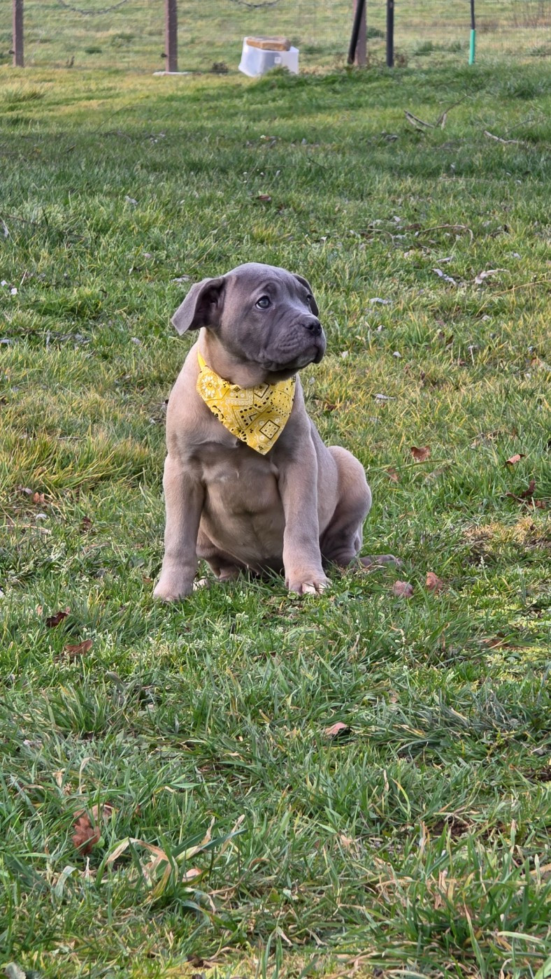 des Terres des Forges - Chiots disponibles - Cane Corso