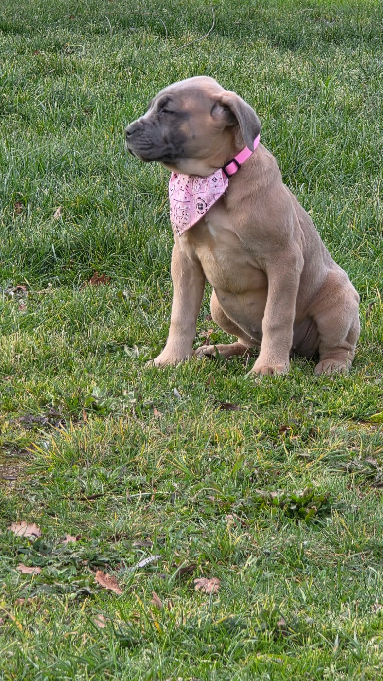 des Terres des Forges - Chiots disponibles - Cane Corso