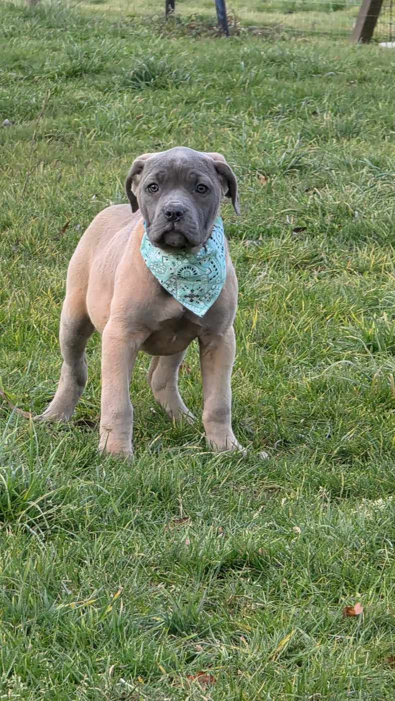 des Terres des Forges - Chiots disponibles - Cane Corso