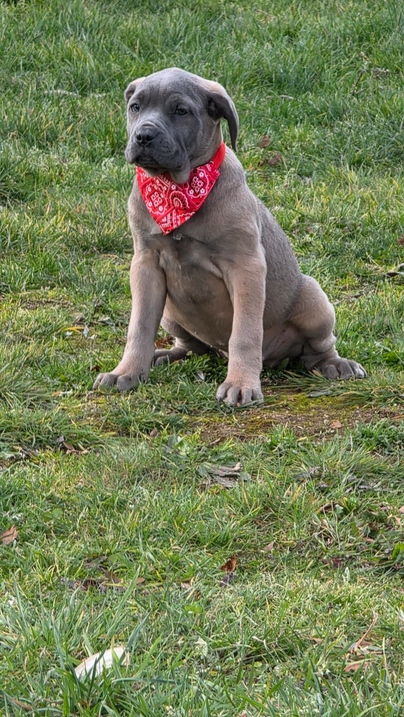 des Terres des Forges - Chiots disponibles - Cane Corso