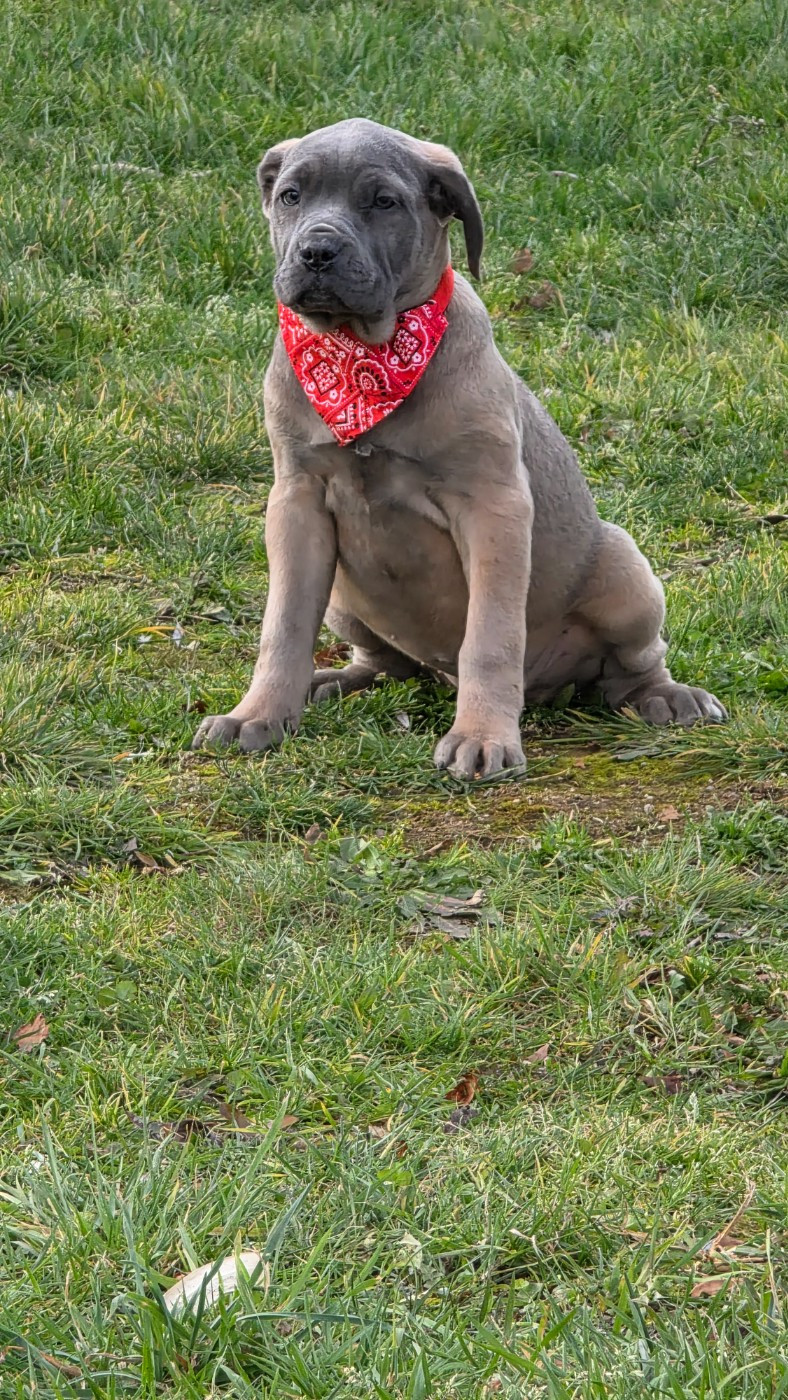 Chiot Cane Corso des Terres des Forges