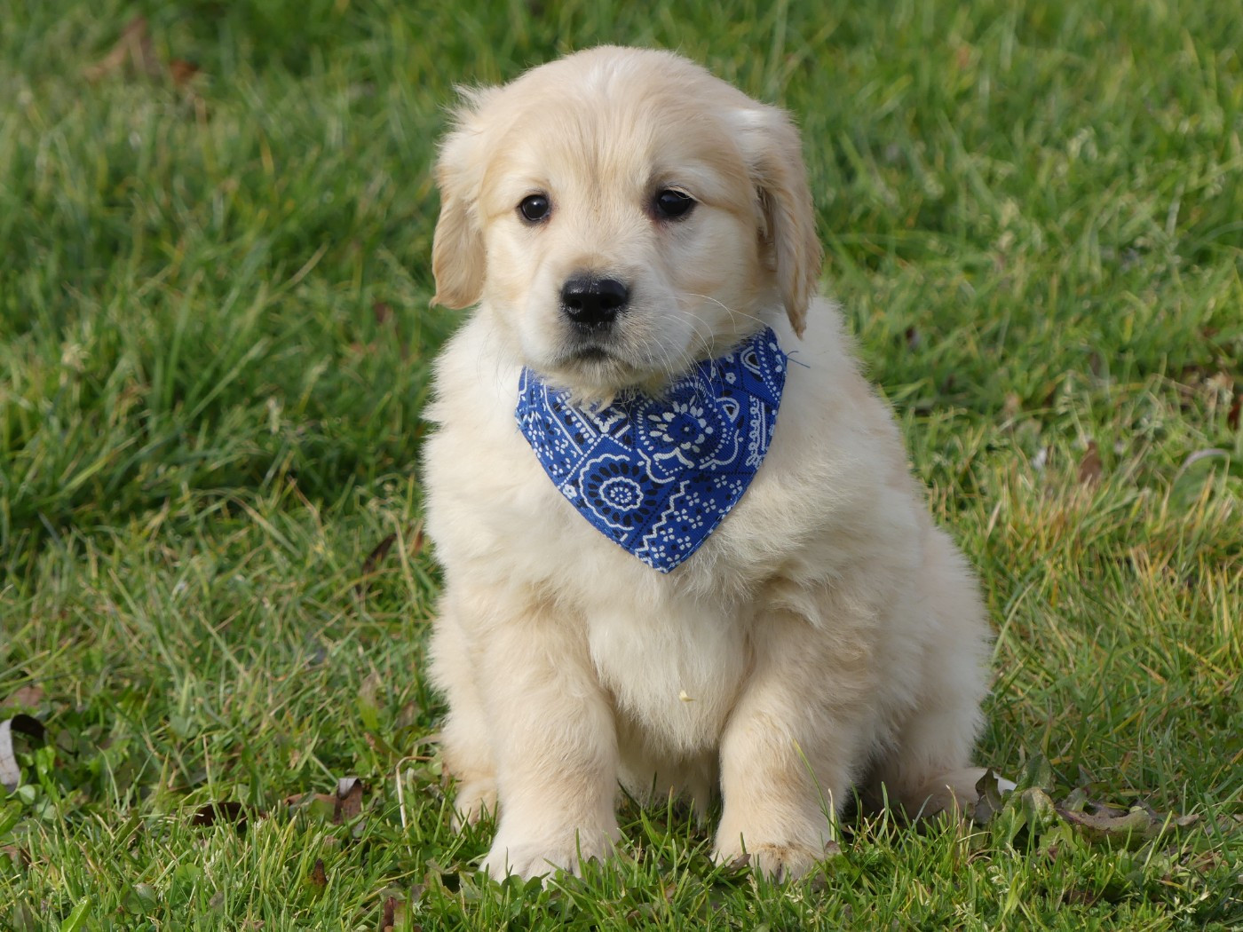 des Terres des Forges - Chiots disponibles - Golden Retriever