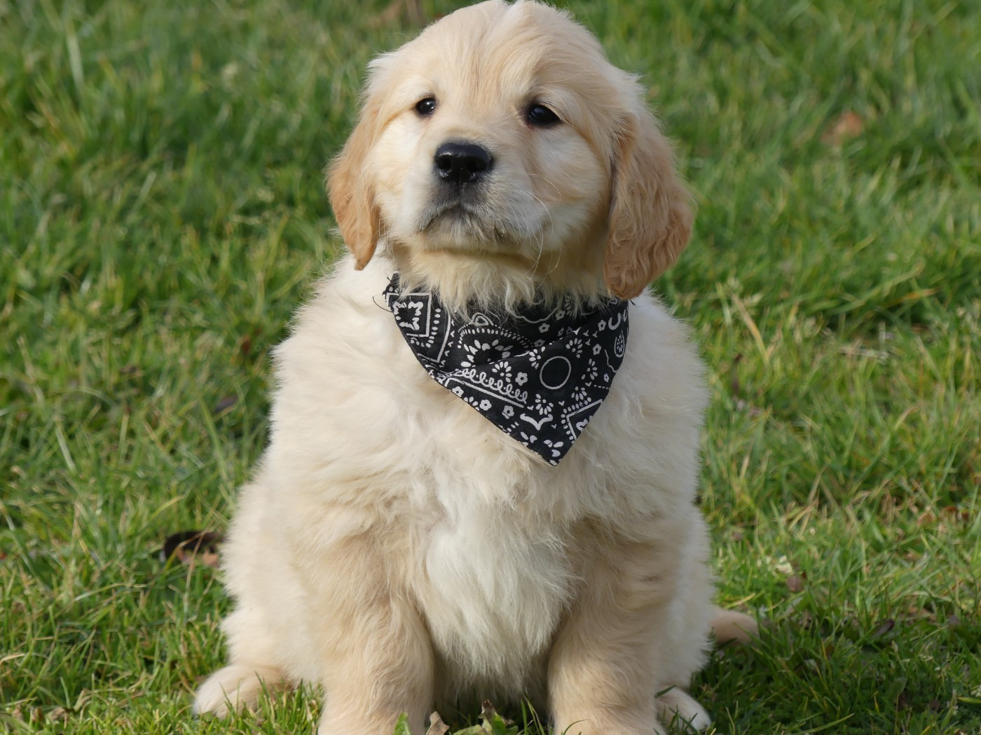 des Terres des Forges - Golden Retriever - Portée née le 21/11/2025