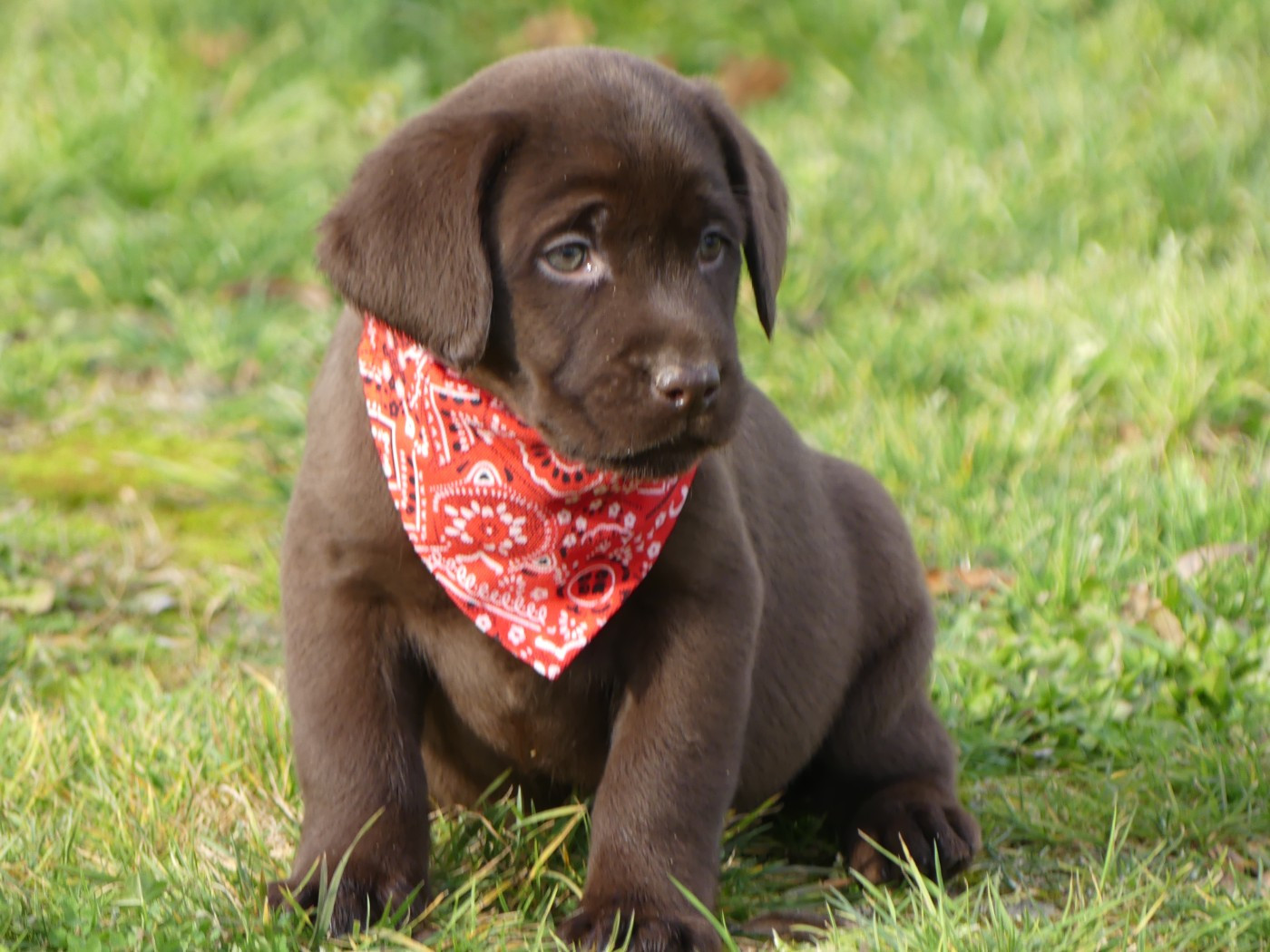des Terres des Forges - Chiots disponibles - Labrador Retriever